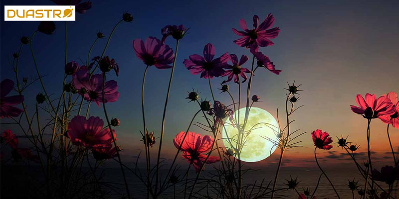 The Impact of Moon Phases on Planting and Harvesting 
